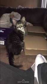 Lost Cat