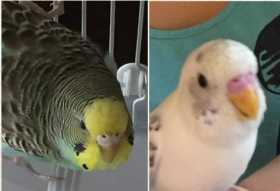 Lost Budgerigar