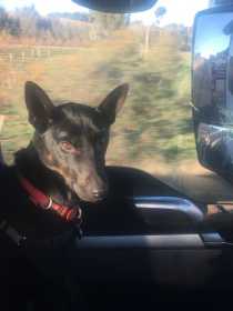 Lost Dog