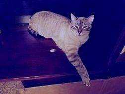 Lost Cat