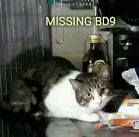 Lost Cat