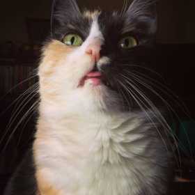 Lost Cat