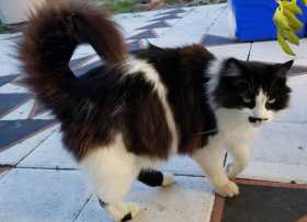 Lost Cat