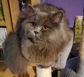 Lost Cat