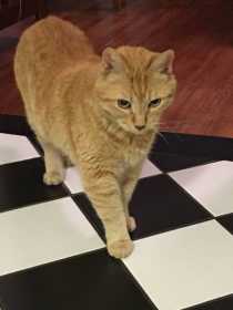 Lost Cat