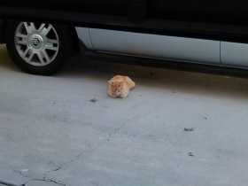 Lost Cat