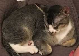 Lost Cat