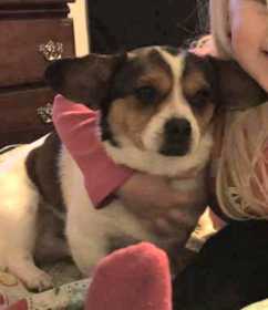 Lost Dog