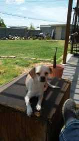 Lost Dog