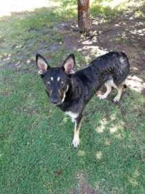 Lost Dog