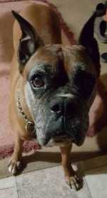 Lost Dog