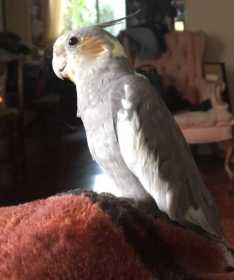 Lost Cockatiel
