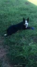Lost Dog