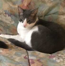 Lost Cat