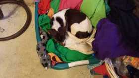 Lost Dog