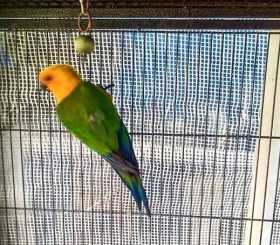 Lost Conure