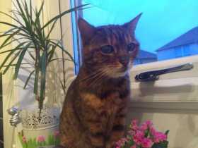 Lost Cat