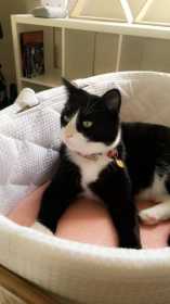 Lost Cat