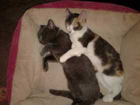 Lost Cat