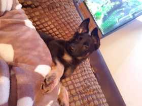 Lost Dog