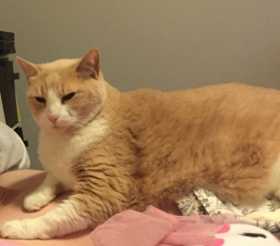 Lost Cat