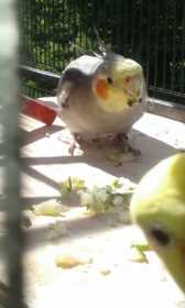 Lost Cockatiel