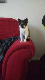 Lost Cat