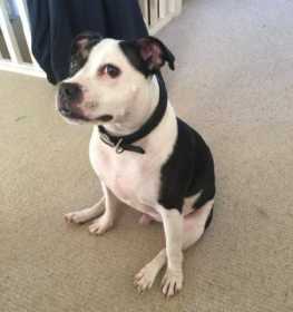 Lost Dog