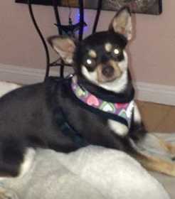 Lost Dog