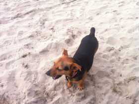 Lost Dog