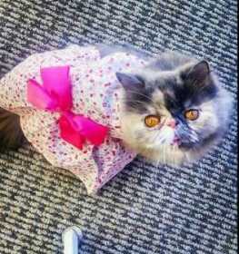 Lost Cat