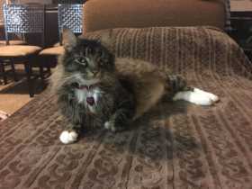 Lost Cat