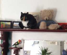 Lost Cat