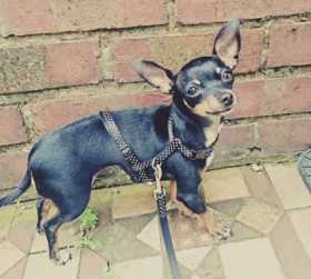Lost Dog