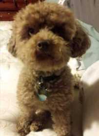 Lost Dog