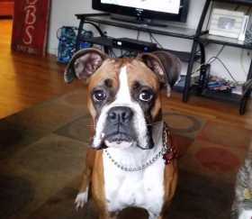 Lost Dog
