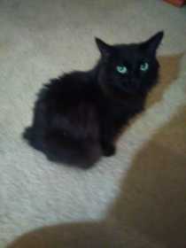 Lost Cat