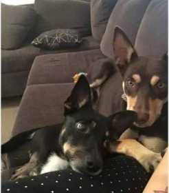 Lost Dog