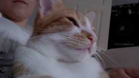 Lost Cat
