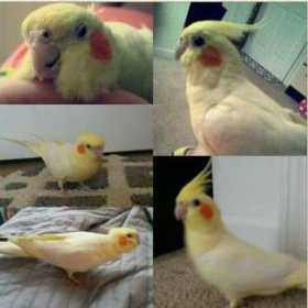 Lost Cockatiel