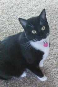 Lost Cat