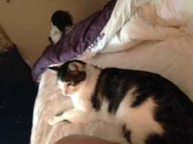 Lost Cat