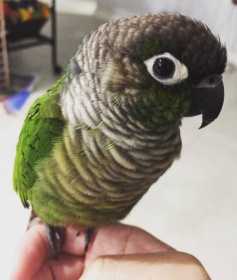 Lost Conure