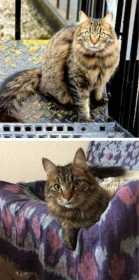 Lost Cat