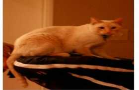 Lost Cat
