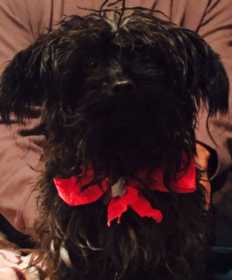 Lost Dog