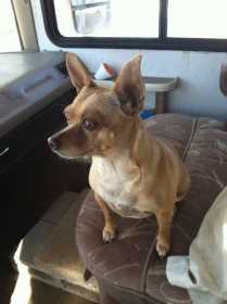 Lost Dog