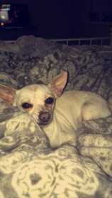 Lost Dog
