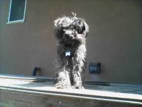 Lost Dog