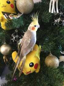 Lost Cockatiel